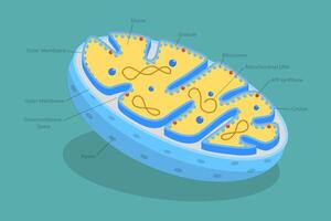 Mitochondrion diagram showing cellular components vector
