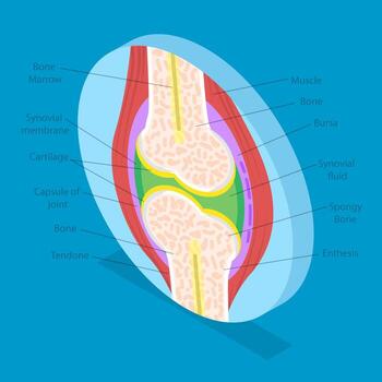 3D Isometric Flat Illustration of Anatomy Of Joints, Structure And Function vector