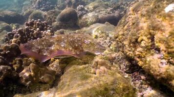 Cuttlefish slow swim and hide video