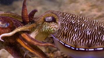 Cuttlefish communication the language of lights video