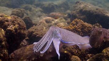 Cuttlefish rituals love and strategy in the ocean video
