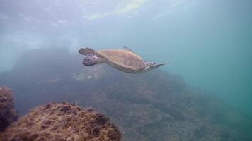 Green sea turtle traveling into ocean video