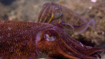 Cuttlefish mating involves a unique dance video