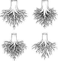 Detailed black and white illustrations of tree stumps with extensive root systems vector