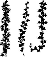 Elegant black and white sketch of three delicate flowering vine branches vector