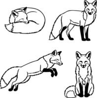 Artistic line drawings of foxes in various poses and activities vector