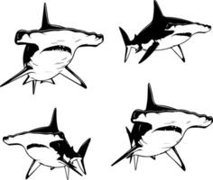 Collection of four detailed hand drawn hammerhead shark illustrations in a bundle vector
