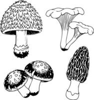 Detailed black and white illustration of four distinct mushroom varieties vector