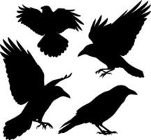 Four silhouette ravens in flight and perched against a white background vector