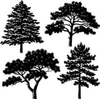 Detailed black and white illustrations of four distinct pine tree varieties vector