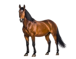 A majestic bay horse with a distinctive white blaze stands poised and powerful, looking directly forward. png