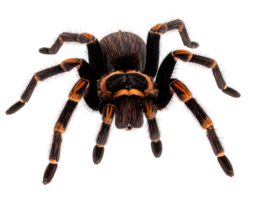 A captivating tarantula showcases its formidable size and distinctive coloration. png