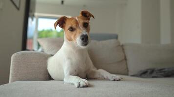 Portrait of Jack Russell Terrier dog lying on sofa and turns his head in different directions. Funny pet relaxing at home video
