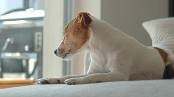 Sad Jack Russell Terrier dog lying on sofa and looking at window. Lonely pet waiting for owner at home. Concept of loneliness, sadness and pet emotions video