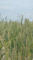 Low angle view of wheat ears growing under bright summer sky. Concept of natural agriculture and rural farming video