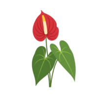 Red Anthurium Flower With Lush Green Leaves Isolated On Transparent Background png