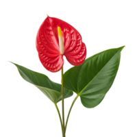 Vibrant Red Anthurium Flower With Yellow Spadix And Green Leaves Isolated On Transparent Background png