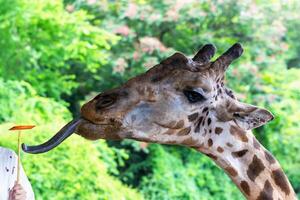 Safari. Giraffe with distinctive spots is extending its long tongue towards to carrots held by person, surrounded by vibrant greenery, creating engaging interaction in natural setting photo