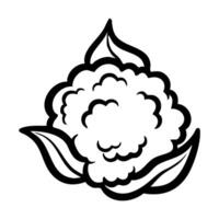 Black and white line drawing of a cauliflower with leaves hand drawing illustration vector