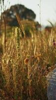 On a Hill in Sicily, the Small Wheat Moves in Nature By Low Wind Nature video