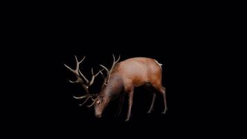 Nature Deer Element video