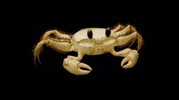 Crab Element with Alpha Channel video