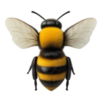 Realistic 3D Bee with Transparent Background png