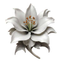 Elegant White Lily Flower Isolated on Transparent Background png