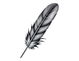 Detailed monochrome feather illustration with transparent background png