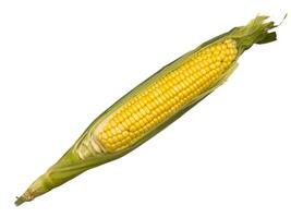 A yellow corn stalk with a green stem, white background, copy space, flay lay, one corn photo