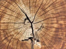Background of wood in section, tree bark. A large piece of wood with a hole in the middle. A large piece of wood with a hole in the middle. The wood is split in half photo