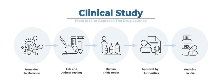 Modern linear infographic with icon chart for clinical research and drug study. From molecule to patient treatment, this medical explains testing, approval and workflow. vector