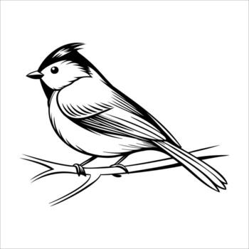 A detailed illustration of a small bird perched on a branch. The bird has a distinctive crest and is depicted in a monochrome style, showcasing its features clearly. vector