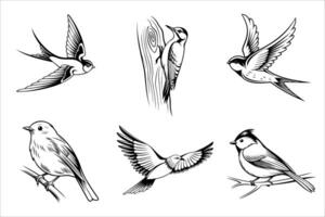 A collection of six hand-drawn birds in various poses. Includes a swallow, woodpecker, and other small songbirds. The style is simple and illustrative. vector