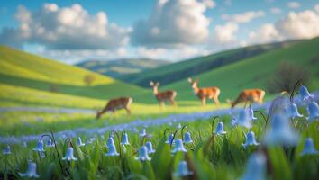 Deer Grazing in Meadow with Bluebells on Rolling Hills photo