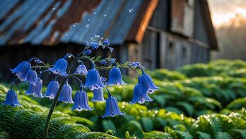 Blooming Bluebell Flowers with Dew Drops in Rural Farm Setting photo