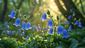Bluebells Blooming with Dew Drops in Forest Sunlight Beauty photo