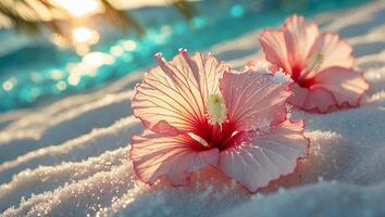 Hibiscus Flowers on Sandy Beach with Sparkling Ocean Water at Sunset photo