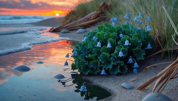 Blooming Bluebells by the Ocean at Sunset with Vibrant Sky photo