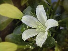 closeup Marraya paniculata or Orange Jassamine,with little petals and green leaves, photo