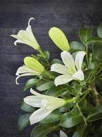 Marraya paniculata or Orange Jassamine,with little petals and green leaves, photo