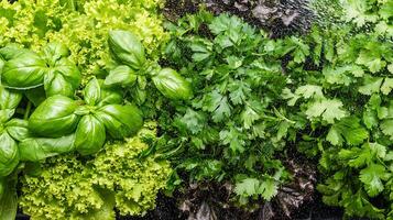 Freshly Washed Green Leafy Vegetables Spritzed with Water Droplets. photo