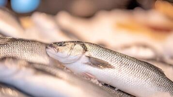 Close Up Macro Shot of Fresh Fish on Ice at a Market. photo