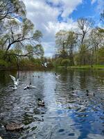 Ducks and Birds Enjoying a Peaceful Day at the Lake in Springtime photo