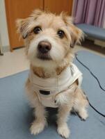 Dog Receiving Comfort in a Vet Clinic While Wearing an Anxiety Vest During a Calming Session photo