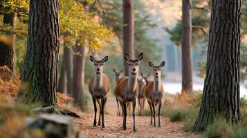 Red deer hinds standing on path in autumn forest photo