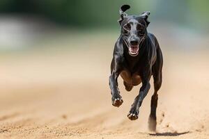 Black greyhound running fast on sand track photo