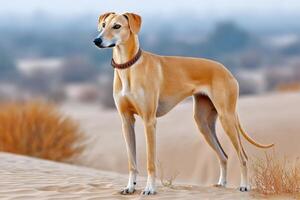 Sloughi dog standing on sand dune in desert landscape. . photo