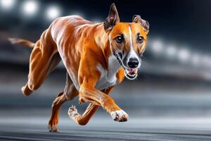Greyhound running at full speed on track at night photo