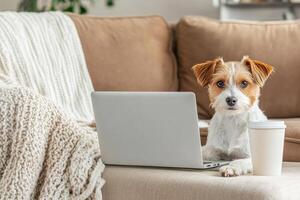 Dog relaxing on sofa with laptop and coffee, embracing cozy home office vibes photo